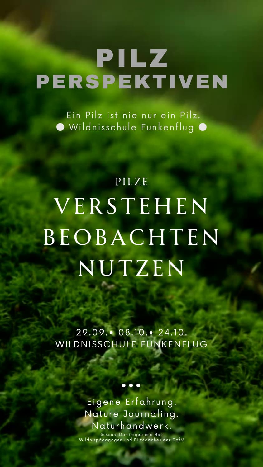 Ein Pilz wächst auf moosigem Waldboden im Erzgebirge, Symbolbild für den Kurs Pilzperspektiven der Wildnisschule Funkenflug bei der Volkshochschule Chemnitz.